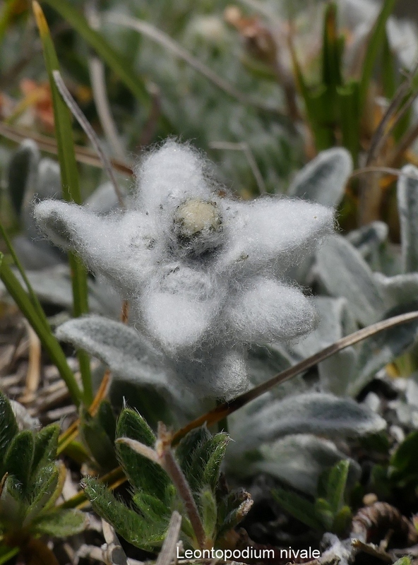 Orchidee e fiori del Monte Vettore e del Lago di Pilato � 26 giugno 2025.